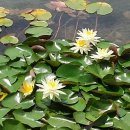 법수-8 네이버블로그