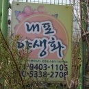 근실농장 Daum카페