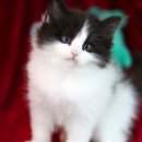 도레미캣 고양이분양 남양주 다산점 이미지