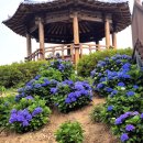 녹산고향동산1(기념관) | 부산)숨은 수국명소 녹산 고향동산 6/21일자 개화상황(주차가능)