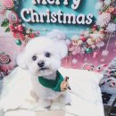 다이아몽 이미지