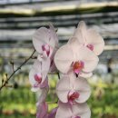 이원농장 이미지