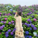 몽환경로당 | 제주 서쪽 6월 수국정원 명소 길모퉁이가게 위치,주차,입장료 ft.비오는 날 방문