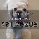 위례나무동물병원