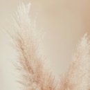 플랜더스 이미지