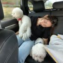 강아지마을 이미지