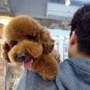 오드리 애견미용실 이미지