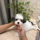 꼬숑