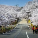 SK인천석유화학 벚꽃동산 4월 6일~11일 개방 이미지