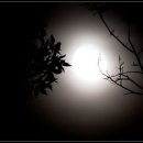 슈베르트 " An Den Mond D296 달에게 "// 크리스타 루드비히,자넷 베이커 이미지