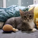 개냥아치 이미지