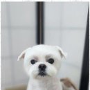 오늘도 예쁘개 이미지