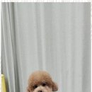 퍼피키티 이미지