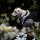 화동 | 광주 메리포엠 강아지 대형견 리트리버 화동 후기