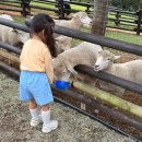 가족이 함께 떠나는 숲체험 & 놀이 - 애벌레 숲 놀이터 | 거제 아이랑 갈만한 곳 숲소리공원 모노레일 예약 현장예매 양떼목장 도토리놀이터 방문
