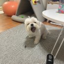 신일환동물병원 이미지