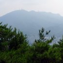 비파산성 Daum카페