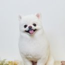 엘로이펫(L.ROYpet) 이미지