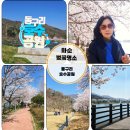 동구리 저수지 위 공원 | 2026년 화순 여행 가볼 만한 곳 동구리 호수 공원 벚꽃 만개 꽃 피는 시기