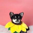 다미살롱 이미지