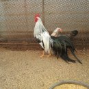 꼬꼬농장 이미지