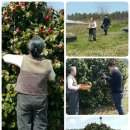 초우농장2 이미지