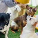 딩굴댕굴 | 딩굴댕굴 애견유치원 후기, 보호자로서 만족!