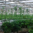 오수농장 이미지