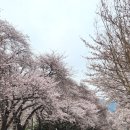 이삭유치원 | 진해군항제 개화 상황｜경화역 여좌천 벚꽃 진해루 불꽃쇼까지 완벽 코스