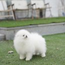 앨리스코리아켄넬 이미지