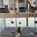 하이멍냥 강아지분양 고양이분양 서울본점 이미지