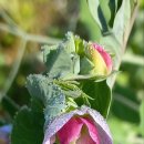 토종채소 가드닝 이미지