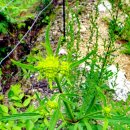 자작나무숲 가는 길 이미지