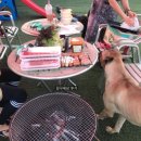 자랑하개 이미지