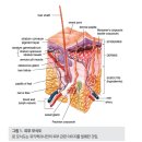 두드러기 원인과 해결법 이미지