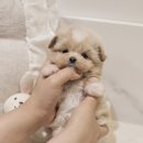 버디독 강아지분양 안심분양센터 서울 영등포점 이미지