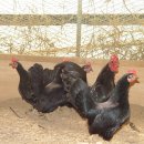 강화농장 이미지