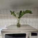 순천집 독채펜션 | 대구근교 촌캉스, 고령 ‘마당넓은집’ 한옥독채펜션 숙박 후기