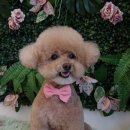 그루밍140 이미지