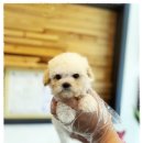 마마스미독강아지분양광주점