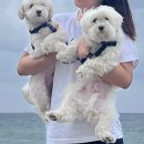 우리집 똥강아지 이미지