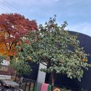 공항 가까운 전원주택 펫시터 이미지