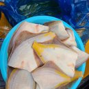 참가자미 이미지