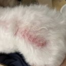 라퓨클레르 동물피부클리닉 이미지