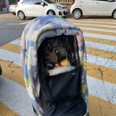 제트(Z) | 에그Z 에그제트 방풍커버 솔직 후기 - 겨울 외출 필수템, 바람 먼지 완벽 차단 육아템추천