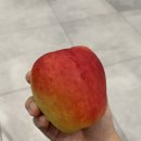 시온p&s international | 나폴리 자유여행 09 | 나폴리에서 로마, 로마 테르미니역에서 공항버스 현장결제, 티웨이 기내식