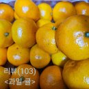 제주코기네 | (맛있는 귤 추천)농수산 톡톡 제주 명품귤 반러견과 먹어본 후기