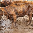 한우나라 이미지