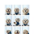 해운대자연유치원 | 🐶 해운대 애견미용·호텔·유치원 ‘몽아띠(MON AMI)’ 후기 💙