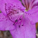 진달래세탁소 이미지